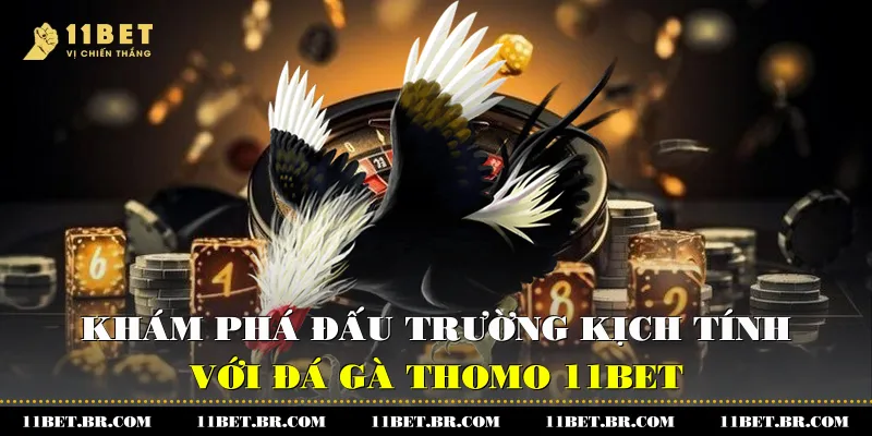 Đá Gà Thomo 11BET -Khám Phá Đấu Trường Kịch Tính 1 kham pha dau truong kich tinh voi da ga thomo 11bet 1