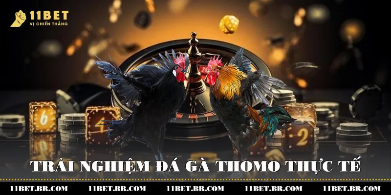 Đá Gà Thomo 11BET -Khám Phá Đấu Trường Kịch Tính 2 Trải nghiệm đá gà Thomo thực tế